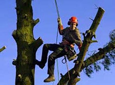 elagage arbre espaces verts maubeuge